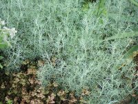 Artemisia alba (ex Albanien 09)