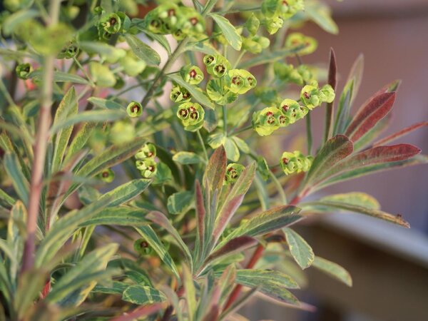 Euphorbia x martinii Ascot Rainbow