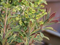 Euphorbia x martinii Ascot Rainbow P1