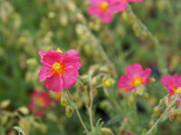 Helianthemum Hybr. Ben Hope