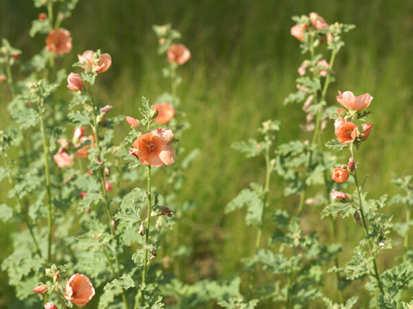 Sphaeralcea Childerley