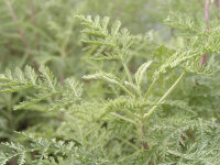Artemisia abrotanum var. citrata