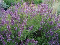 Salvia officinalis Extrakta P1