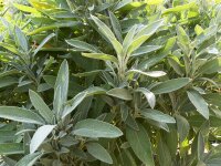 Salvia officinalis Extrakta P1