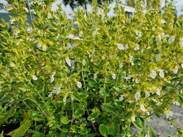 Teucrium flavum