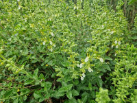 Teucrium flavum