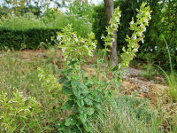 Teucrium flavum
