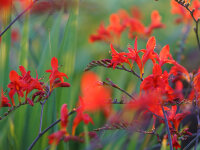 Crocosmia x crocosmiiflora Lucifer P1