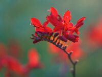 Crocosmia x crocosmiiflora Lucifer P1