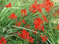 Crocosmia x crocosmiifolia Lucifer P1