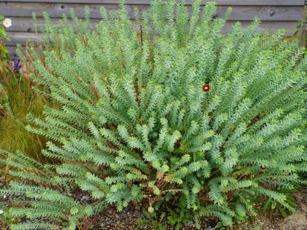 Euphorbia pithyusa subsp. cupanii Ponte Leccia