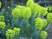 Euphorbia characias subsp. wulfenii