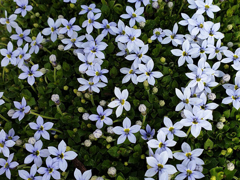 Isotoma fluviatilis (Pratia pedunculata)