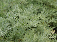 Artemisia arborescens x absinthium Powis Castle