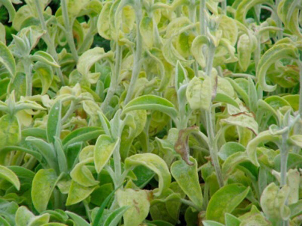 Stachys byzanthina Primrose Heron