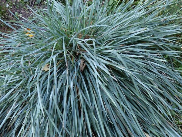 Avenula adsurgens subsp. adsurgens