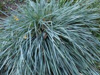 Avenula adsurgens subsp. adsurgens