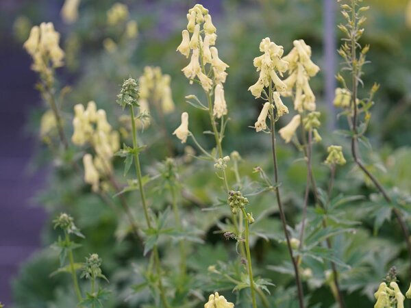 Aconitum vulparia