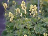 Aconitum vulparia