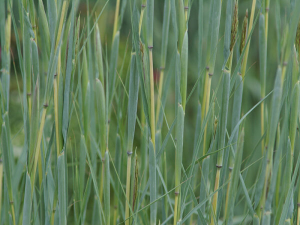 Andropogon hallii
