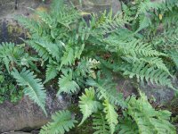 Polypodium vulgare