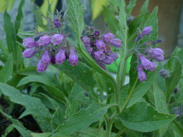 Symphytum officinale