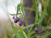 Symphytum officinale