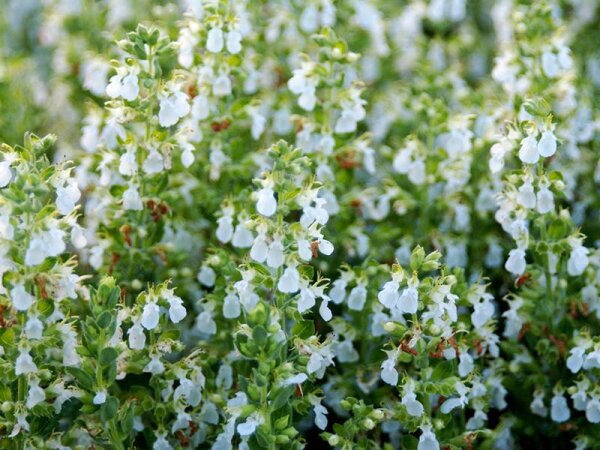 Teucrium chamaedrys Album