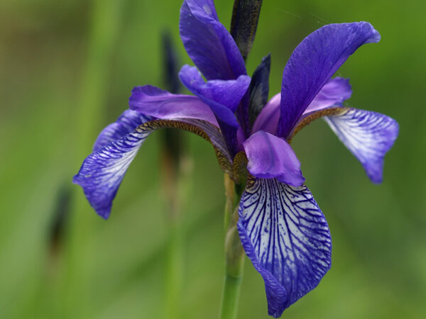Iris sibirica (Wildform)