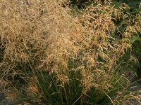 Deschampsia caespitosa Palava