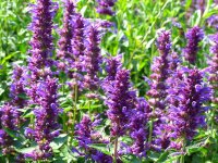 Agastache Hybr. Blue Boa®