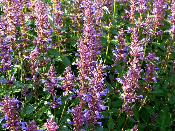 Agastache Hybr. Purple Haze®