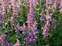 Agastache Hybr. Purple Haze&reg;