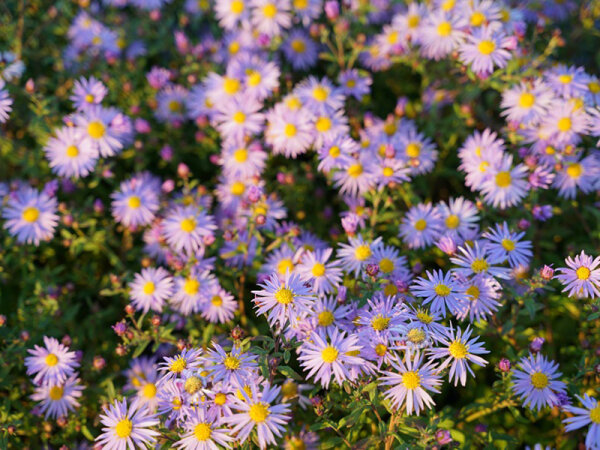 Aster ageratoides Eleven Purple®