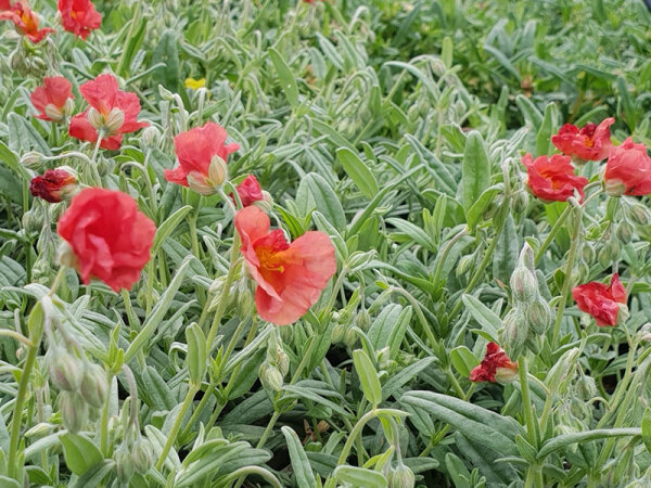 Helianthemum Hybr. Fire Dragon