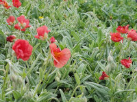 Helianthemum Hybr. Fire Dragon