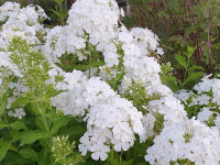 Phlox paniculata Fujiyama P1