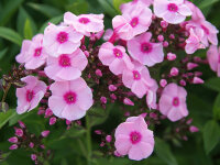 Phlox paniculata Herbstwalzer P1