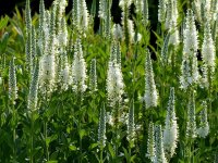 Veronica longifolia Melanie White®