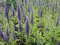 Veronica spicata Royal Candles