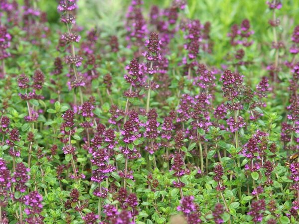 Thymus rotundifolius Purpurteppich