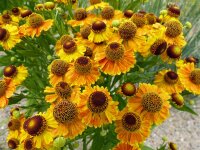 Helenium Hybr. Kleine Aprikose