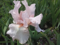 Iris barbata-elatior Cherished