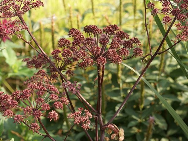 Angelica sylvestris Vicars Mead-Absaat