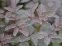 Angelica sylvestris Vicars Mead-Absaat