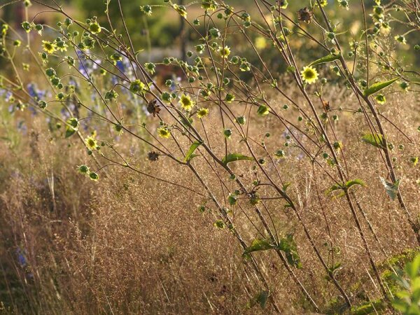 Silphium wasiotense