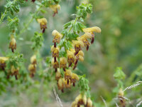 Salvia glutinosa x bulleyana Amber P1