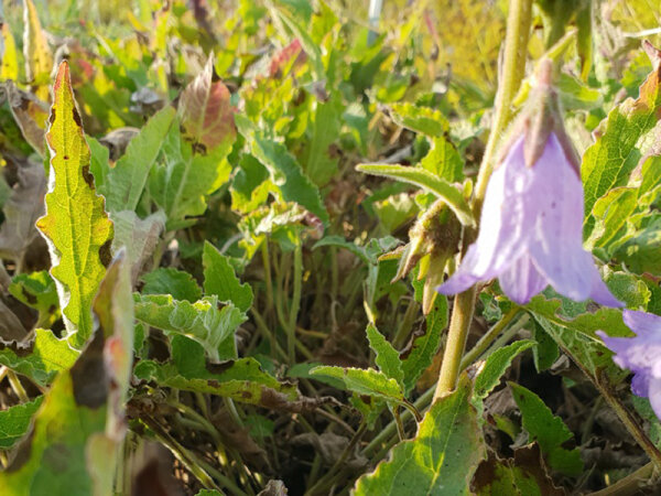 Campanula sarmatica