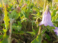 Campanula sarmatica