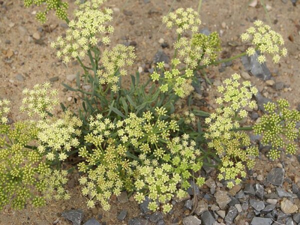 Crithmum maritimum